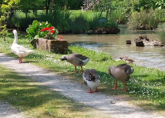 Rive Charente Le Bateau *